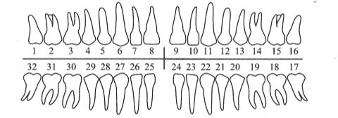 mouth layout using teeth diagram